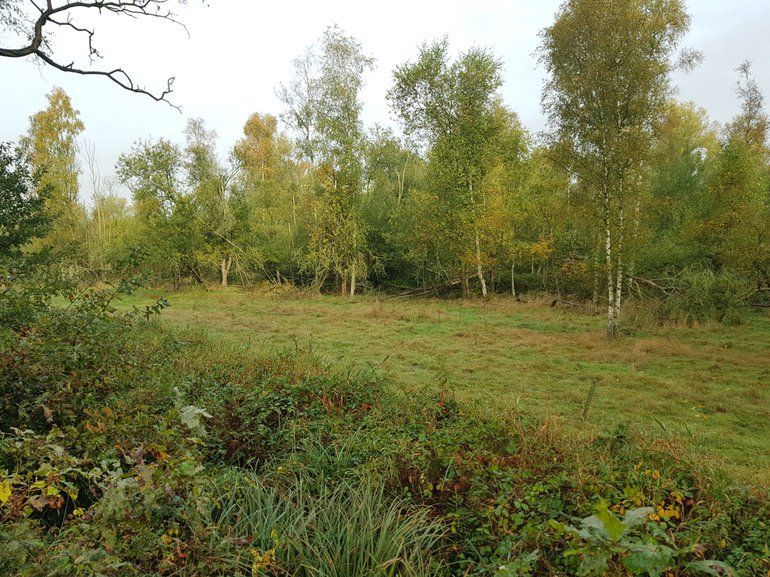 Potentieel geschikt gebied voor de wilde kat: een structuurrijk bos met een geleidelijke overgang naar een muizenrijk natuurgrasland