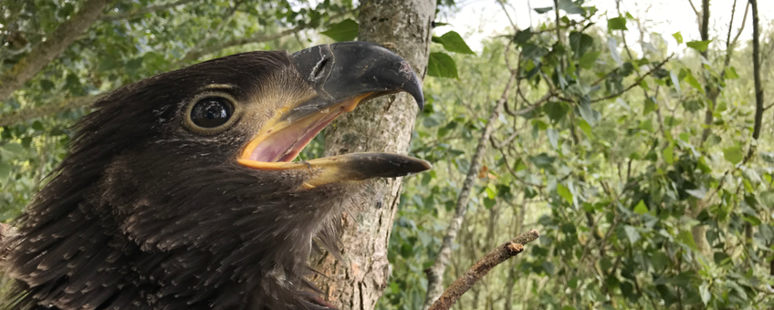 Nature Today Jonge Zeearenden Te Volgen Via Een Gps Zender