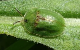 Groene distelschildpadtor