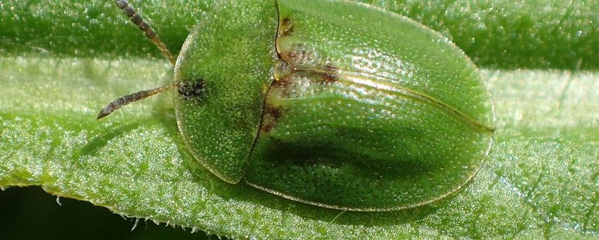 Groene distelschildpadtor