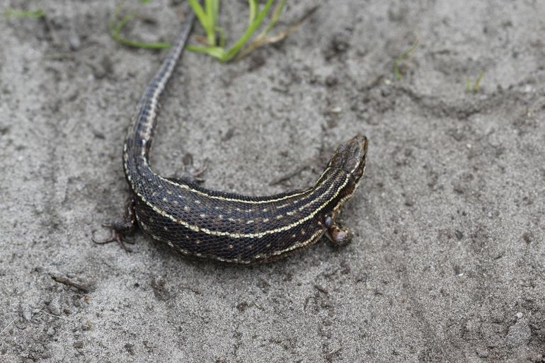 De levendbarende hagedis is nu halverwege haar zwangerschap