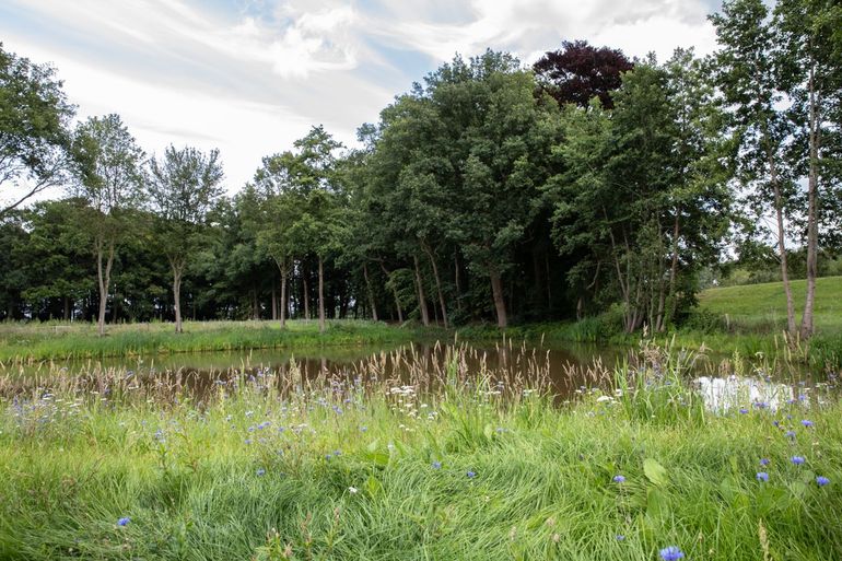 Een groen erf in Overijssel