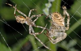 Araneus diadematus 8, Kruisspin,