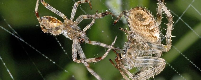 Araneus diadematus 8, Kruisspin,