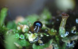 Marian Jagers Kweekbakresultaat: Ooggelatinepropje, (Coloderma oculatum), plusminus 2,5 millimeter hoog