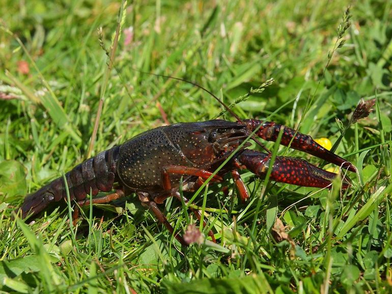 De Amerikaanse rivierkreeft is een invasieve exoot en moet worden aangepakt