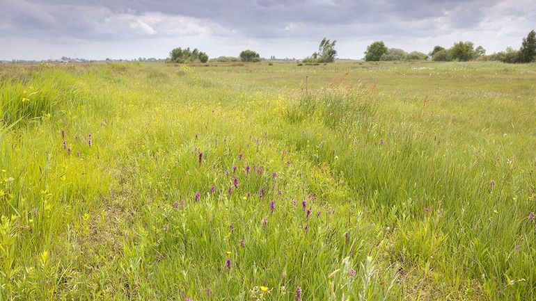 In de negentiende eeuw was er nog zo’n honderdduizend hectare blauwgrasland in Nederland. Daar is niet meer dan negentig hectare van over