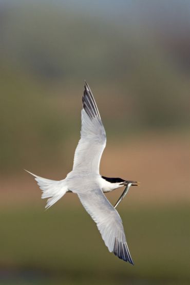 Grote stern met gevangen visje op weg naar het nest