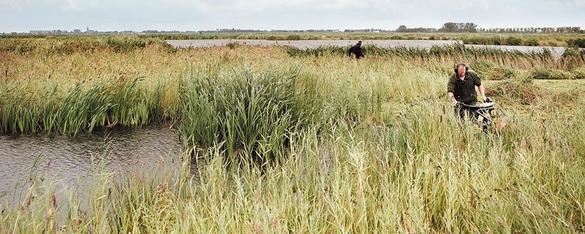 Riet maaien