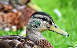 Pixabay Woerd wilde eend in de rui