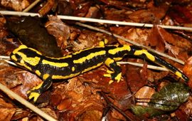 Vuursalamander