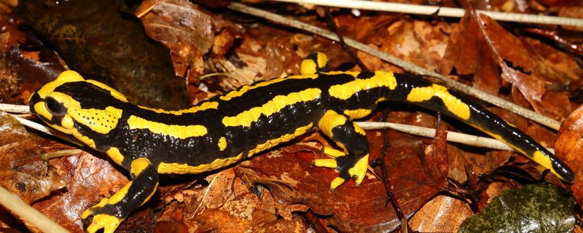 Vuursalamander