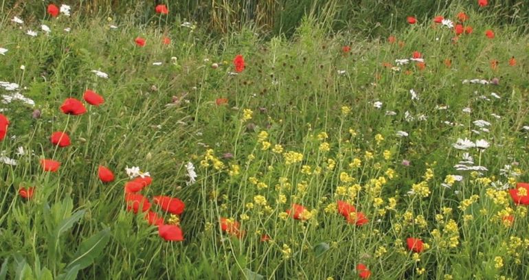 Bloemenzee op bedrijventerrein Heineken