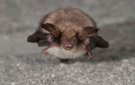 Jasja Dekker Vale vleermuis, voor meermalig natuurberichtgebruik