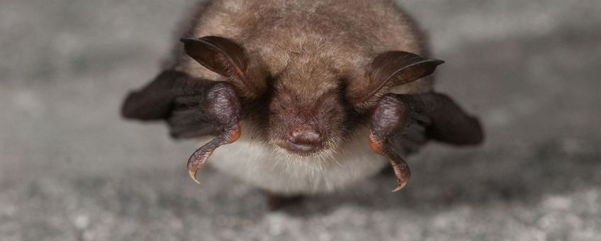 Vale vleermuis, voor meermalig natuurberichtgebruik