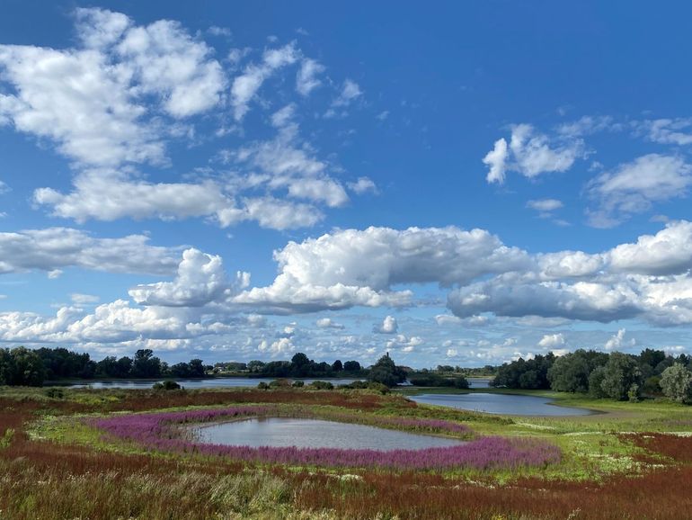 Wie tussen de Duitse grens en Arnhem en Nijmegen langs de rivieren struint, ziet dynamische, gevarieerde natuur als resultaat van 35 jaar natuurontwikkeling