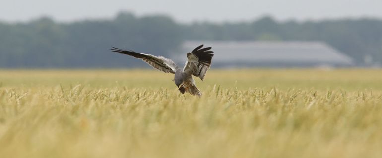 'Harry' brengt prooi naar een van zijn twee nesten in 2015.