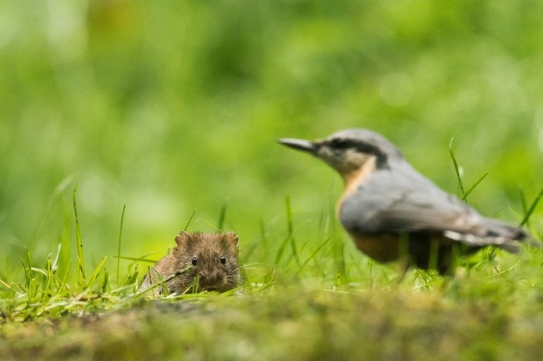 Af en toe een muisje in de tuin is ook best gezellig, maar laat het niet uit de hand lopen