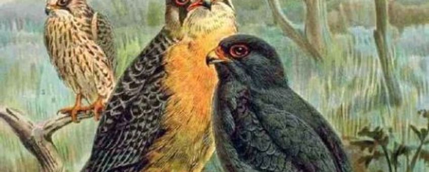 Roodpootvalk, wikipedia, This image comes from the book Naumann, Naturgeschichte der Vögel Mitteleuropas (Natural history of the birds of central Europe) of 1905 or his earlier works. The copyrights for those books have expired and this image is in the public domain.