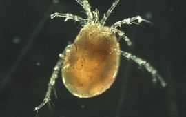 AQUON Watermijt Lebertia oblonga