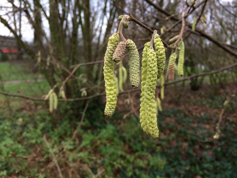 Eerste bloei van een hazelaar in Ede. De langerekte katjes zijn de mannelijke bloemen. Middenbovenin de foto op de overgang van de tak naar de bloemen is het zeer kleine paarse vrouwelijke bloemetje te zien