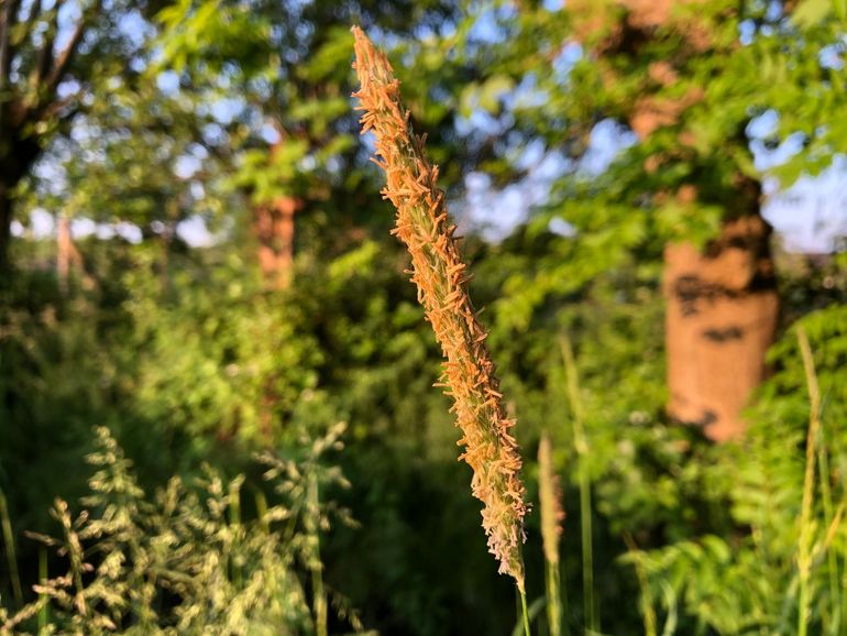 Gras in bloei