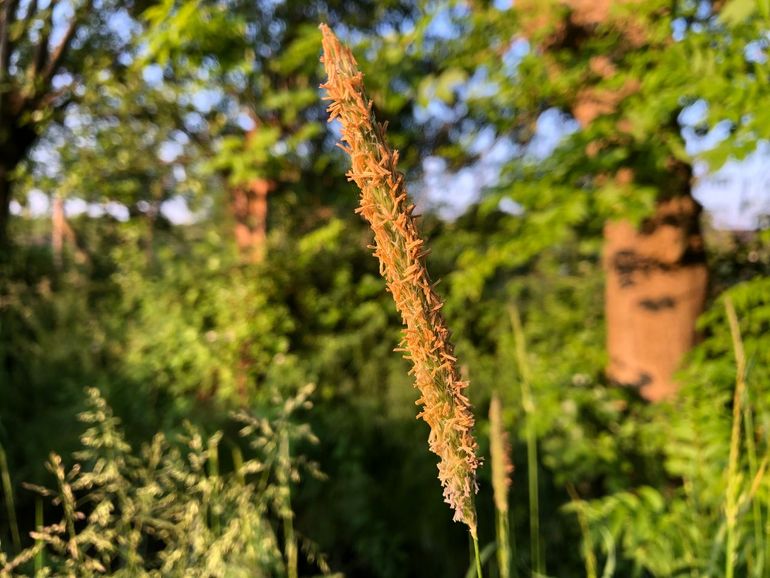 Gras in bloei