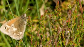 Veenhooibeestje - primair