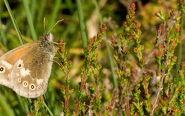 Veenhooibeestje - primair