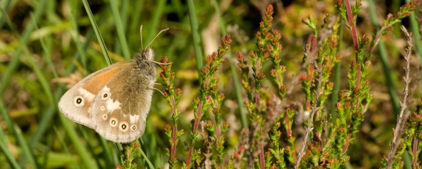 Veenhooibeestje - primair