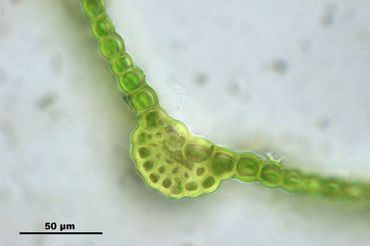 Gewoon muisjesmos, bladdoorsnede onder de microscoop