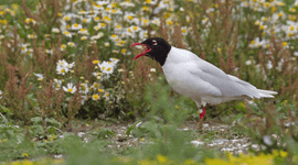 Zwartkopmeeuw op Kreupel