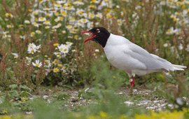 Zwartkopmeeuw op Kreupel