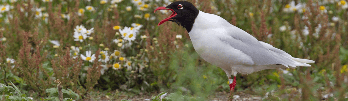Zwartkopmeeuw op Kreupel