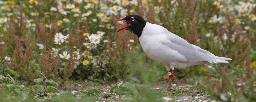 Zwartkopmeeuw op Kreupel