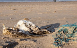 Een dode noordse stormvogel in een stormlijn op het Nederlandse strand