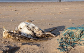 Wageningen Marine Research Een dode noordse stormvogel in een stormlijn op het Nederlandse strand