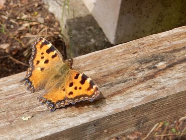 De grootste trefkans voor grote vos heb je in het voorjaar, in maart en april