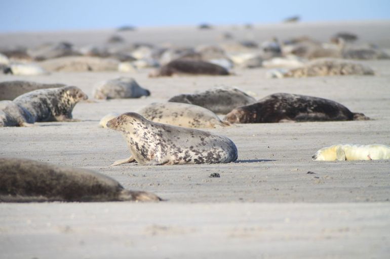 De Richel is bezaaid met grijze zeehonden in alle soorten en maten