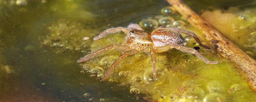 Poelpiraat. Pirata piraticus