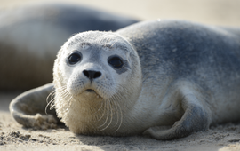 Casper Tybjerg Gewone zeehond (eenmalig gebruik WUR)