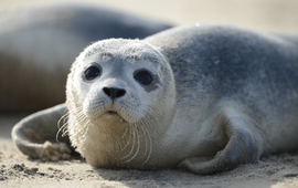 Gewone zeehond (eenmalig gebruik WUR)