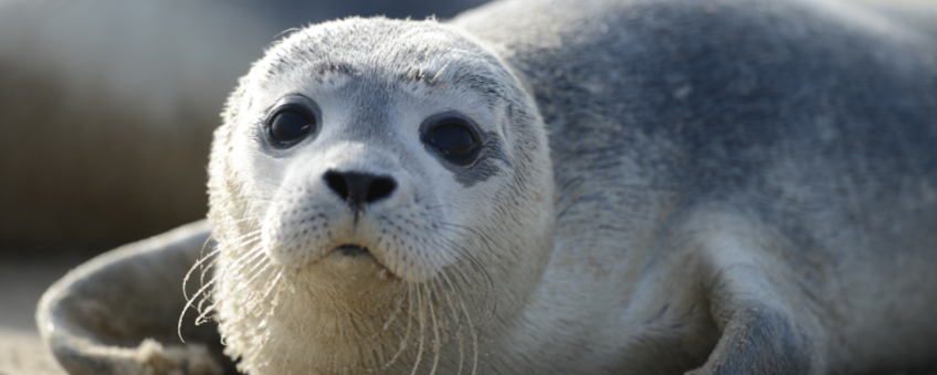 Gewone zeehond (eenmalig gebruik WUR)