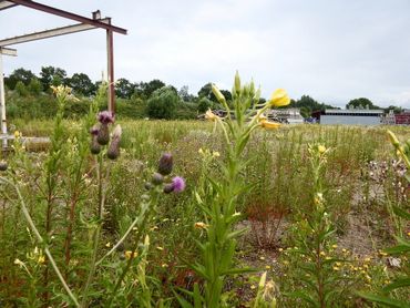 Teunisbloem komt vaak voor op ruderale, braakliggende stukken