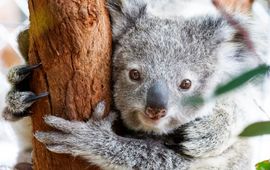 Friends of de koala, IFAW Koala's Shontana en Dobby