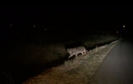 Wolf in Gelderland