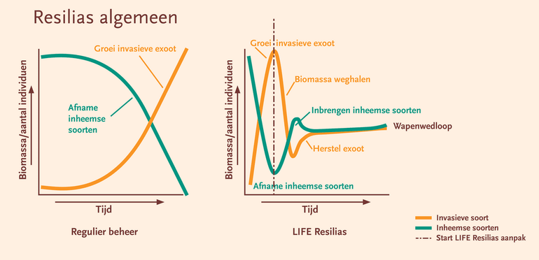 De ecosysteemaanpak versus traditioneel regulier beheer; in plaats van een explosieve groei ten koste van de inheemse soorten bij regulier beheer (links) zie je bij de ecosysteemaanpak een moment waarop de dominantie doorbroken wordt en er balans ontstaat (rechts). Een zogenoemde ‘ecologische wapenwedloop’. Er ontstaat een evenwicht waarbij er weer ruimte is voor inheemse soorten