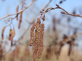 Bloei witte els Alnus incana door Paul Busselen.
http://www.plantaardigheden.nl/indexen/kulak/fotos_a.htm