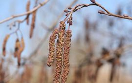 Bloei witte els Alnus incana door Paul Busselen.
http://www.plantaardigheden.nl/indexen/kulak/fotos_a.htm