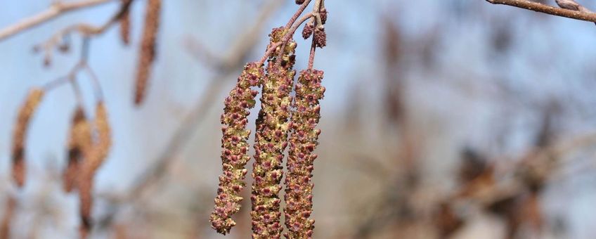 Bloei witte els Alnus incana door Paul Busselen.
http://www.plantaardigheden.nl/indexen/kulak/fotos_a.htm